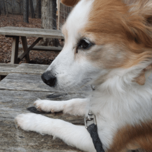 Brown and white corgi mix.